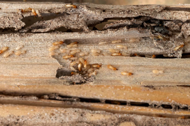 Best Bed Bug Extermination  in Lumberton, NC